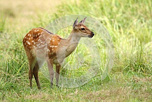 Baby the sika deer Cervus nippon photo