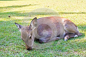 Baby Sika deer resting photo