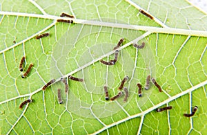 Baby silkworm photo