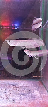 baby silver arowana in a fish shop to be sold to foreigners to keep and care for