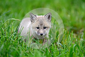 Baby silver fox