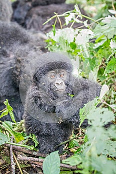 Baby Silverback Mountain gorilla in the Virunga National Park.