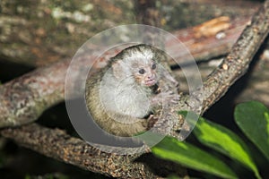 BABY SILVERY MARMOSET mico argentatus ON A BRANCH photo