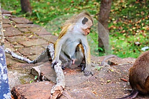 Baby simian away from mother