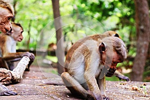 Baby simian away from mother