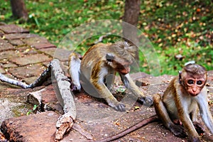 Baby simian is playing in the ground