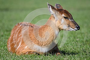 Baby Sitatunga