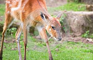 Baby sitatunga antelope aka marshbuck antelope photo