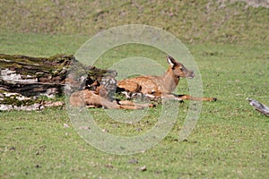 Baby Sitka Black Tail Deer in the Alaska Wildlife Conservation Center