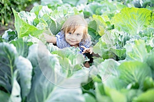 Baby sitting in cabbage plant. Cute little girl on cabbage field
