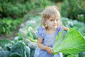 Baby sitting in cabbage plant. Cute little girl on cabbage field