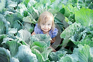 Baby sitting in cabbage plant. Cute little girl on cabbage field