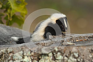 Baby Skunk 3 photo