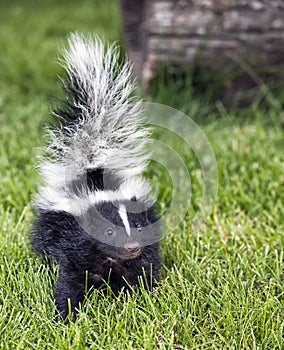 Baby skunk photo