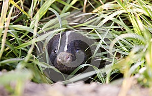 Baby Skunk in Den