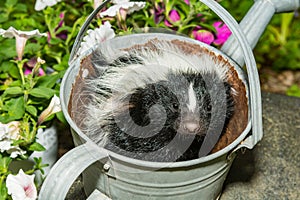 Baby Skunk hiding in a Watering Can