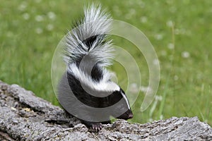 Baby Skunk on a Log Close-up photo