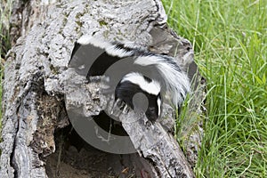 Two Curious Baby Skunks on a Log