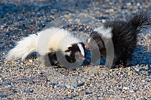 Baby Skunks playing in the road