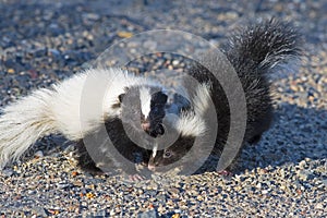 Baby Skunks playing in the road