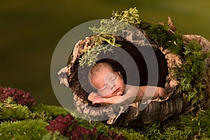 Baby sleeping in hollow tree trunk