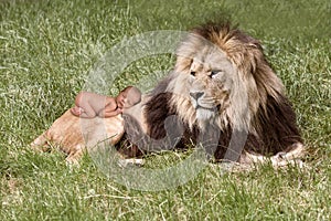 Baby sleeping on lion