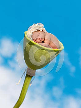 Baby sleeping in lotus pod