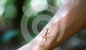 Baby slender anole Anolis fuscoauratus on a person`s arm, Costa Rica photo