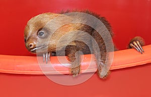 Baby sloth in an animal sanctuary, Costa Rica photo
