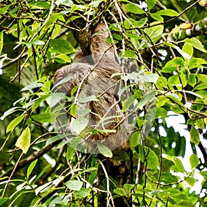 Baby Sloth, Costa Rica, Central America