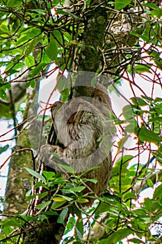 Baby Sloth, Costa Rica, Central America