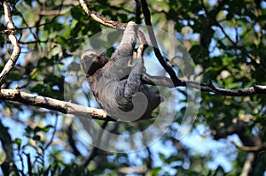 A baby sloth hanging on a tree branch