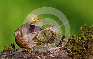 Baby snail