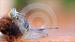 Baby snail crawling over snail shell