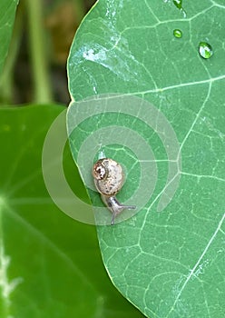 Baby snail on a green nasturtium leaf