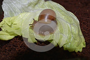 Baby snail on a lettuce leaf