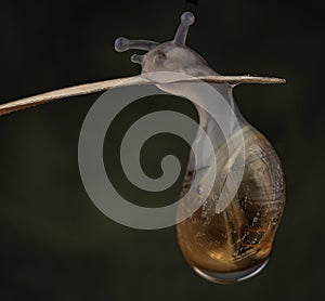 Baby snail newborn out from raindrop