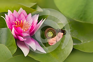 Baby snail sleeping on waterlily leaf