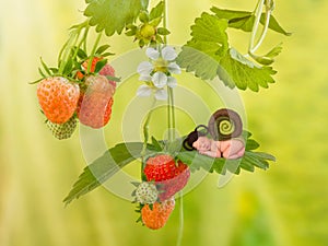 Baby snail on strawberry plant