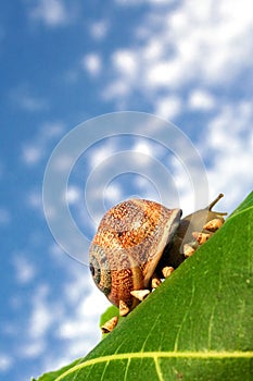 Baby snails going home photo