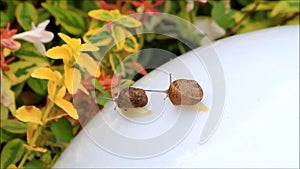 Baby snails Helix pomatia