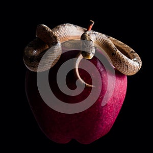 Baby snake on apple