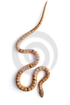 Baby snake isolated on white