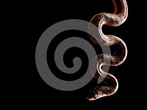 Baby snake isolated on white