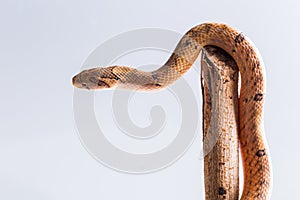 Baby snake isolated on white