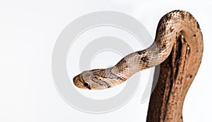 Baby snake isolated on white