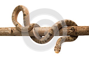 Baby snake isolated on white