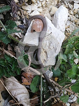 A Baby Snake Sleeping On Rocks