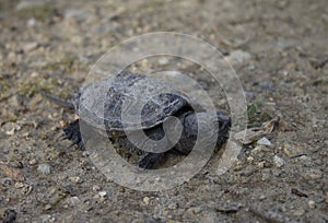 Baby Snapping Turtle