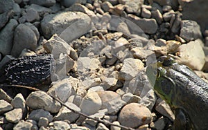 Baby Snapping Turtle meets Green Frog - Chelydra serpentina and Lithobates clamitans